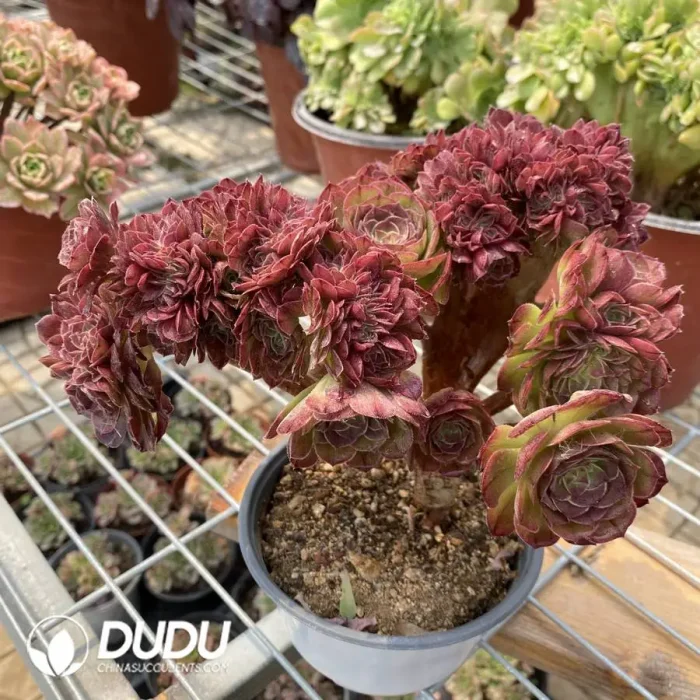 Aeonium Halloween Cristata-9 - Image 3