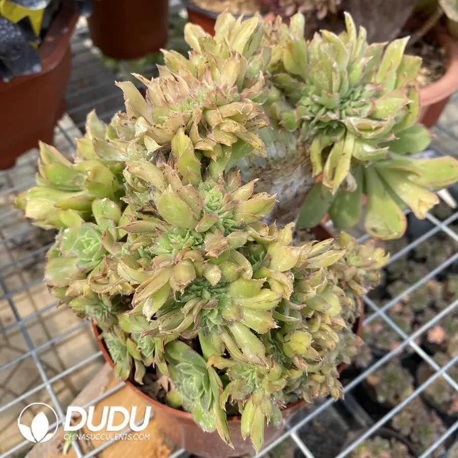 1748224510-e201.webp Aeonium Urbicum Cristata - Image 1