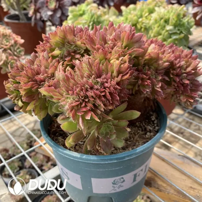 1748224547-e201.webp Aeonium Naga Queen Cristata-14 - Image 1