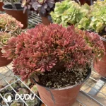 Aeonium Naga Queen Cristata-15 - Image 3