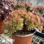 Aeonium Naga Queen Cristata-16
