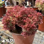 Aeonium Naga Queen Cristata-17