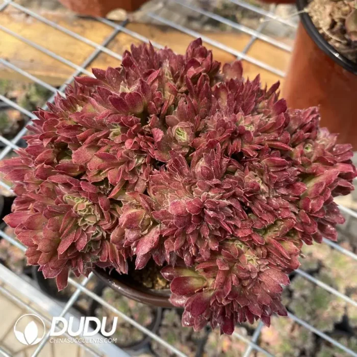 Aeonium Naga Queen Cristata-17 - Image 2