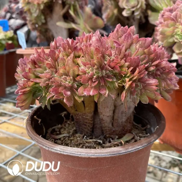 Aeonium Naga Queen Cristata-17 - Image 3