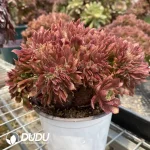 Aeonium Naga Queen Cristata-18