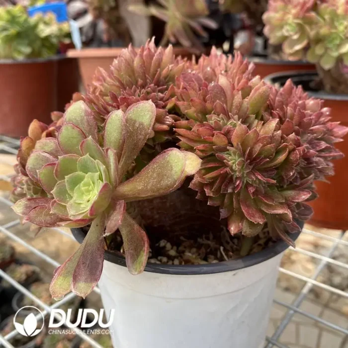 1748224592-e201.webp Aeonium Naga Queen Cristata-19 - Image 1