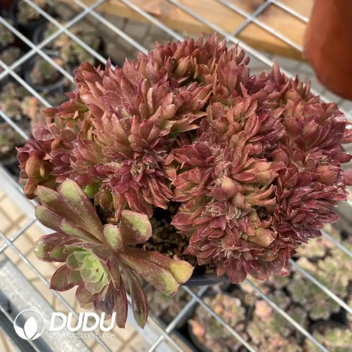 Aeonium Naga Queen Cristata-19 - Image 2