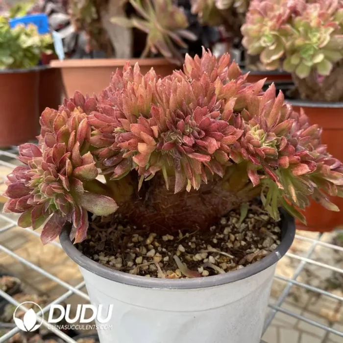 Aeonium Naga Queen Cristata-19 - Image 3