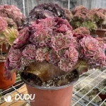 Aeonium Qing Cheng Cristata-1