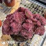 Aeonium Qing Cheng Cristata-1 - Image 2