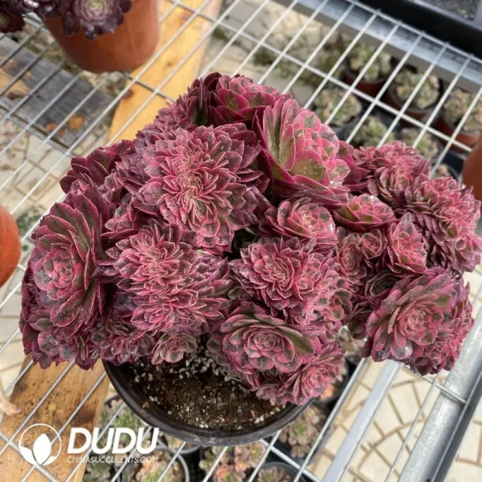 Aeonium Qing Cheng Cristata-1 - Image 2