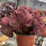 Aeonium Qing Cheng Cristata-1 - Image 3