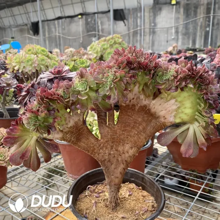 Aeonium Blushing Beauty NO.1 - Image 3