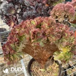 Aeonium Blushing Beauty NO.2 - Image 2