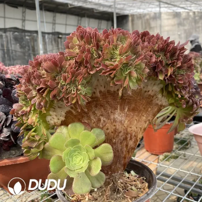 Aeonium Blushing Beauty NO.2 - Image 3