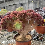 Aeonium Blushing Beauty NO.3