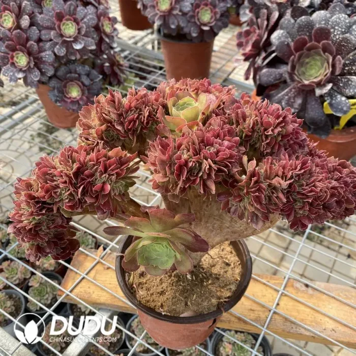 Aeonium Blushing Beauty NO.3 - Image 2