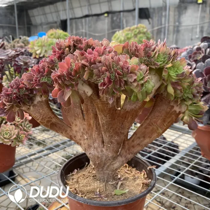 Aeonium Blushing Beauty NO.3 - Image 3