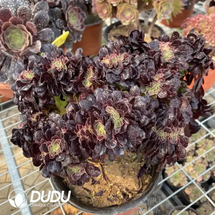 Aeonium Arboreum Velour European NO.2 - Image 3