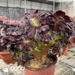 Aeonium Arboreum Velour European NO.3