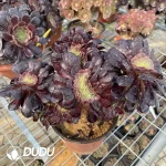 Aeonium Arboreum Velour European NO.3 - Image 2