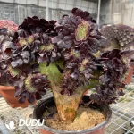 Aeonium Arboreum Velour European NO.3 - Image 3