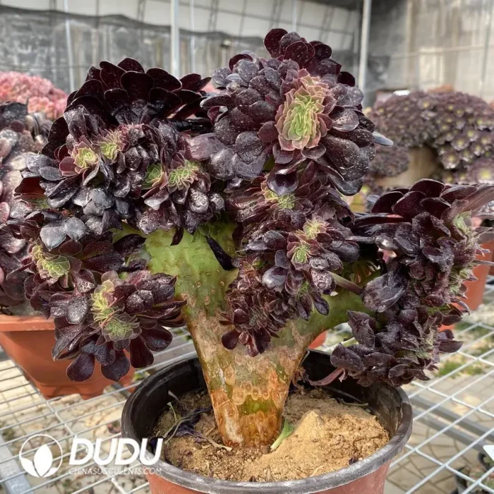 Aeonium Arboreum Velour European NO.3 - Image 3