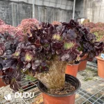 Aeonium Arboreum Velour European NO.5