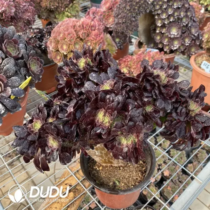 Aeonium Arboreum Velour European NO.5 - Image 2