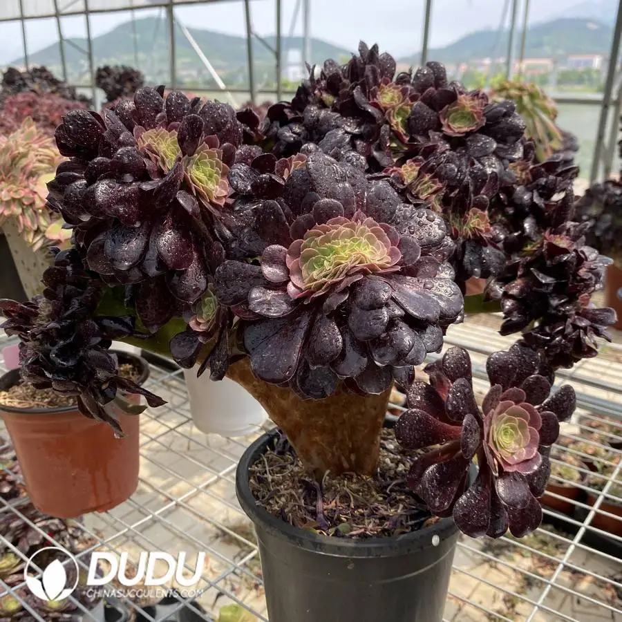 1748224668-e201.webp Aeonium Arboreum Velour European NO.10 - Image 1