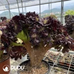 Aeonium Arboreum Velour European NO.10 - Image 3