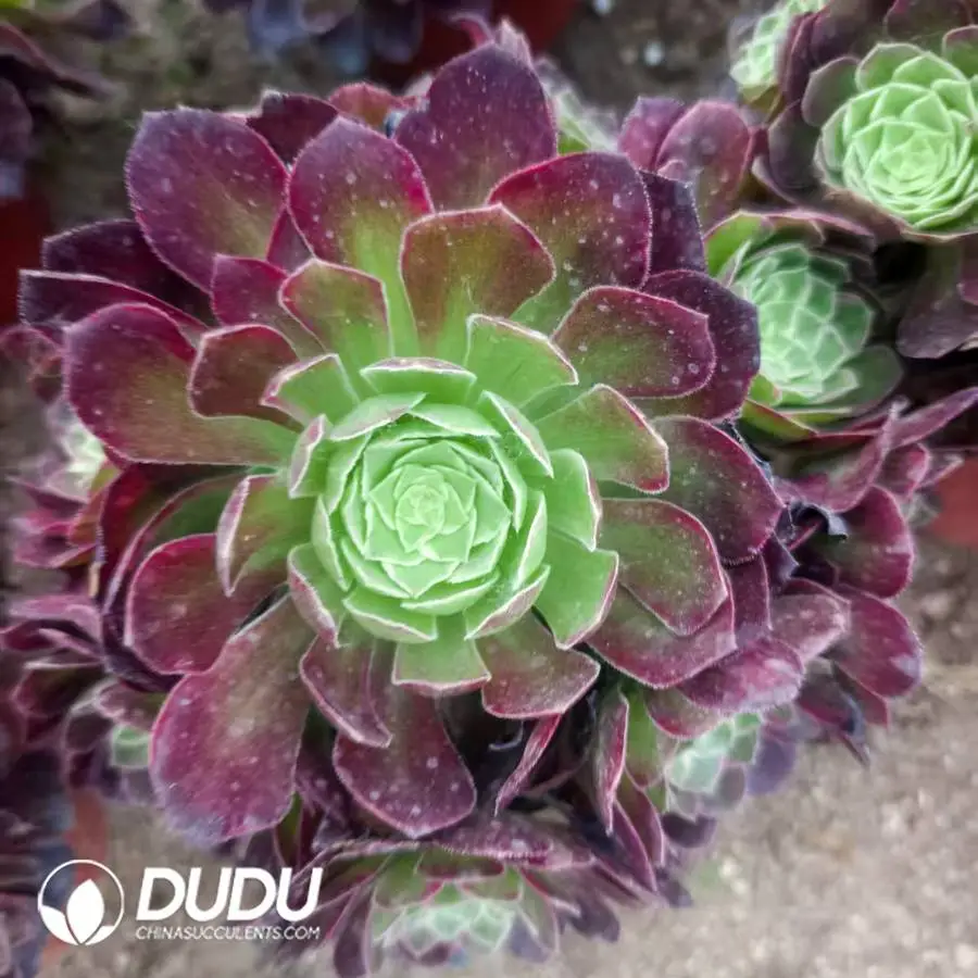 1748224702-e201.webp Aeonium Lotus Seat Clustering - Image 1