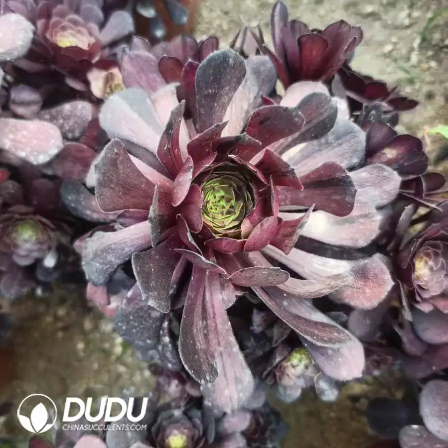 1748224947-e201.webp Aeonium Ink Copper Clustering - Image 1