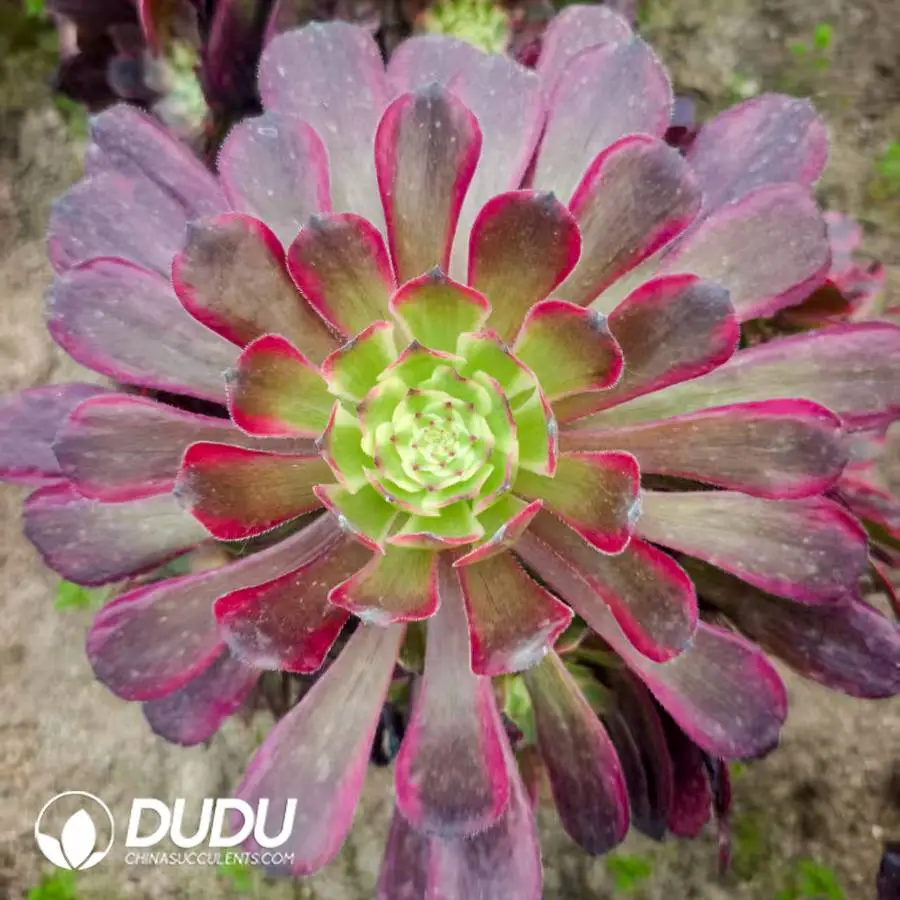 1748224950-e201.webp Aeonium Yuechan Clustering - Image 1