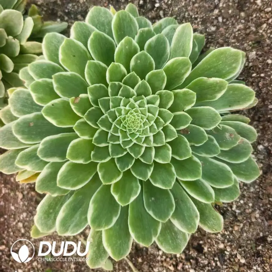 1748224952-e201.webp Aeonium Emerald Ice Clustering - Image 1