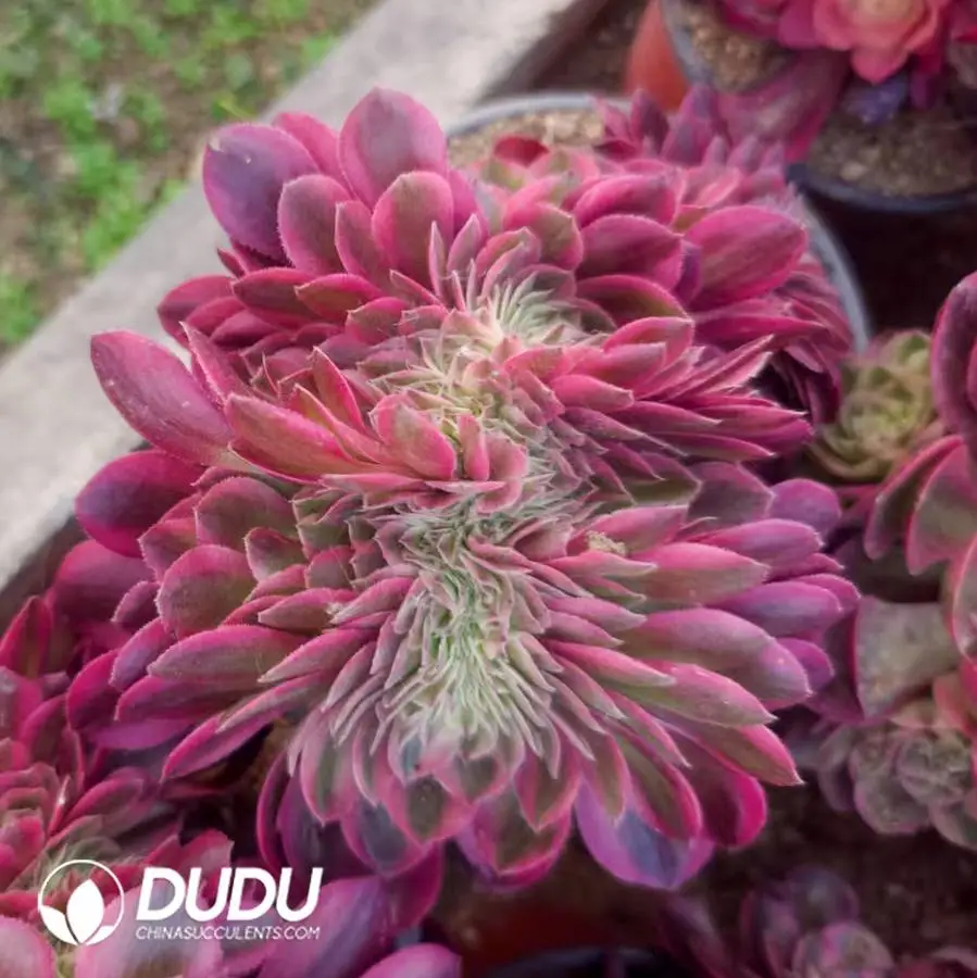 1748224958-e201.webp Aeonium Myriad White Cristata - Image 1