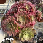 Aeonium Roselle Chimera NO.1