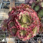 Aeonium Roselle Chimera NO.1 - Image 2