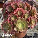 Aeonium Roselle Chimera NO.1 - Image 3