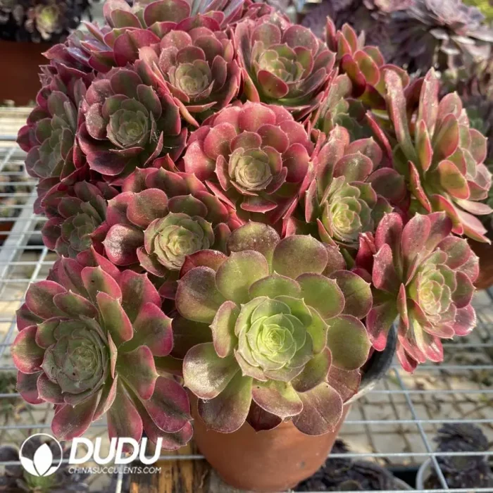 Aeonium Roselle Chimera NO.1 - Image 3