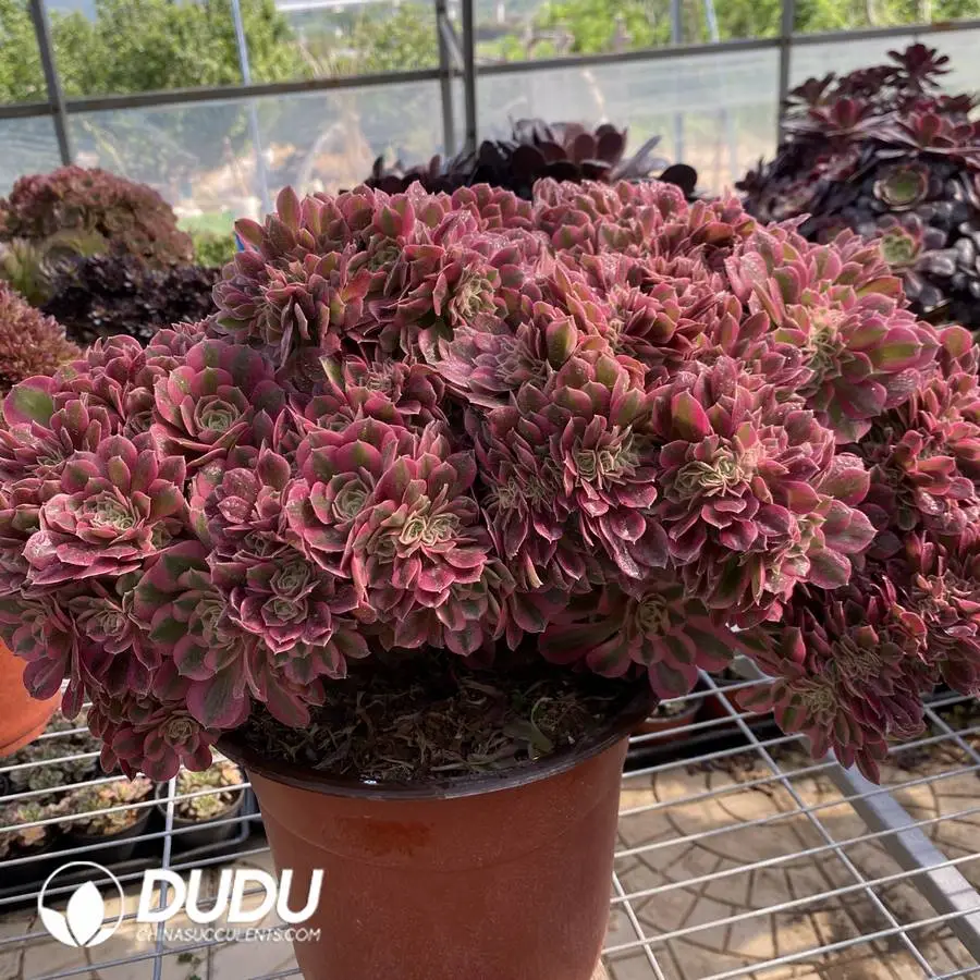 1748224969-e201.webp Aeonium Pink Witch Cristata-1 - Image 1