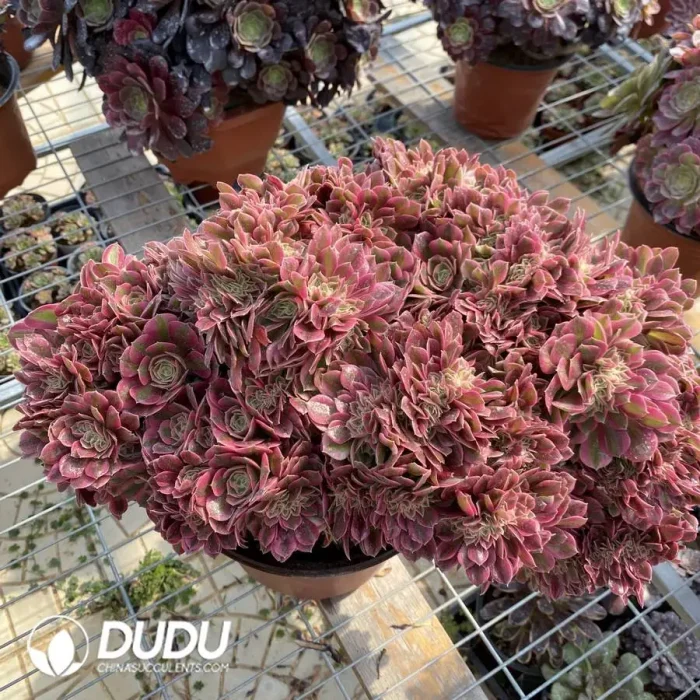Aeonium Pink Witch Cristata-1 - Image 2