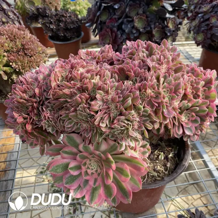 Aeonium Pink Witch Cristata-1 - Image 3