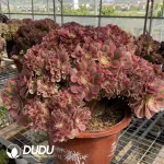 Aeonium Pink Witch Cristata-3