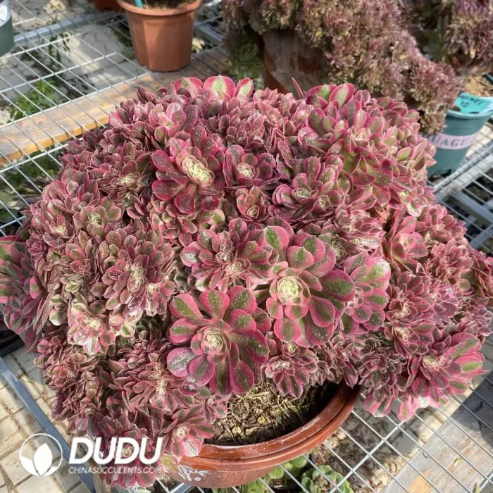 Aeonium Pink Witch Cristata-3 - Image 2