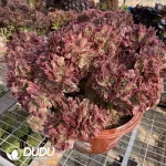 Aeonium Pink Witch Cristata-4
