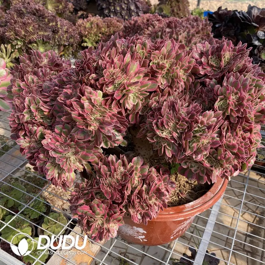 1748224999-e201.webp Aeonium Pink Witch Cristata-4 - Image 1