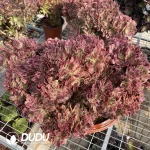 Aeonium Pink Witch Cristata-4 - Image 2