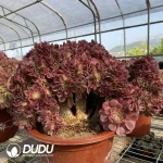 Aeonium Pink Witch Cristata-4 - Image 3