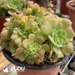 Aeonium Canariense Cristata No.1